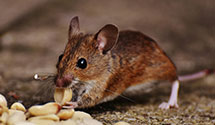 24 Hour & Emergency Exterminators in Sandbeach, PA